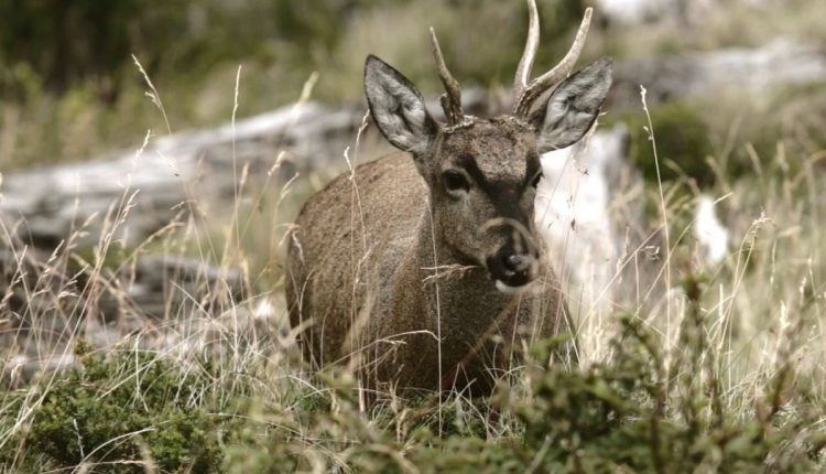 Poblacion De Animales Cae Un 89 En America Del Sur Y Central