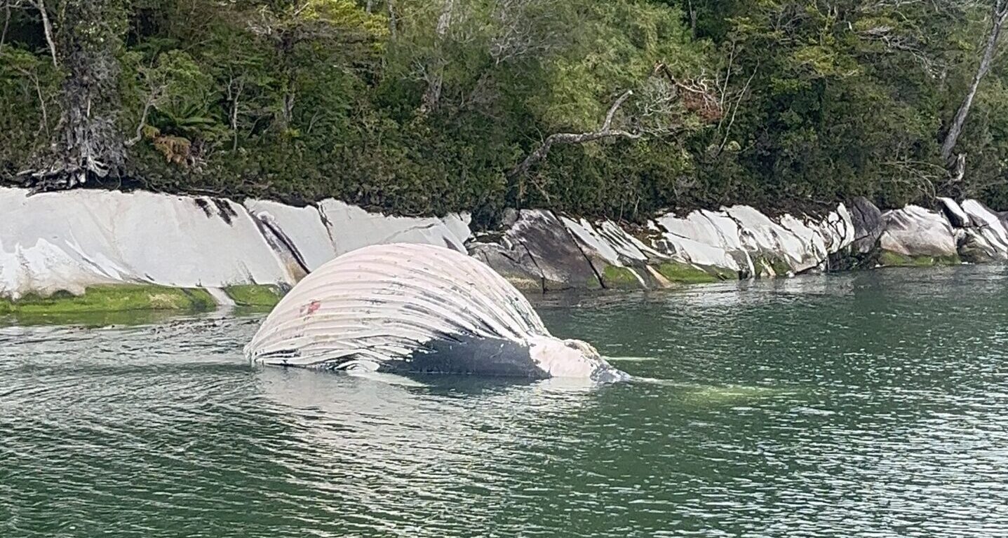 CONAF manifiesta preocupación por ballena muerta en Reserva Nacional Kawésqar