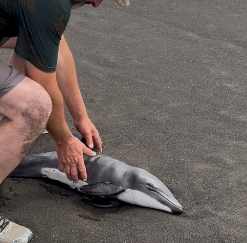 Rescatan a cría de delfín chileno varada en la costa de Ñuble y destacan urgencia de proteger la especie